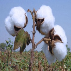 Desi Narma