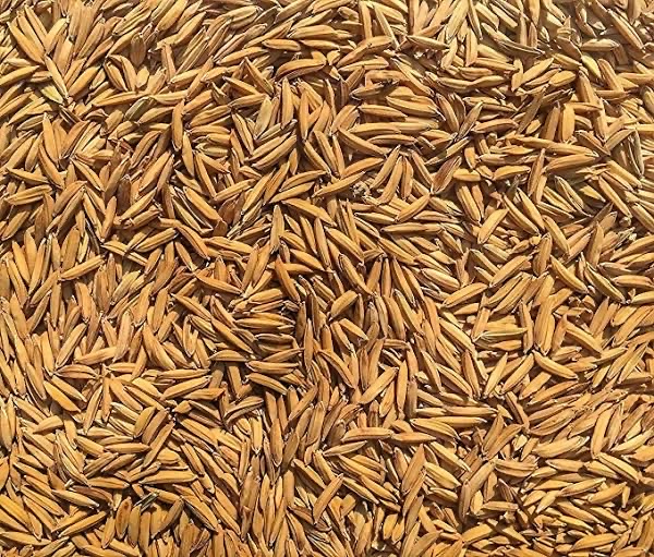 DHAN (PADDY) BASMATI