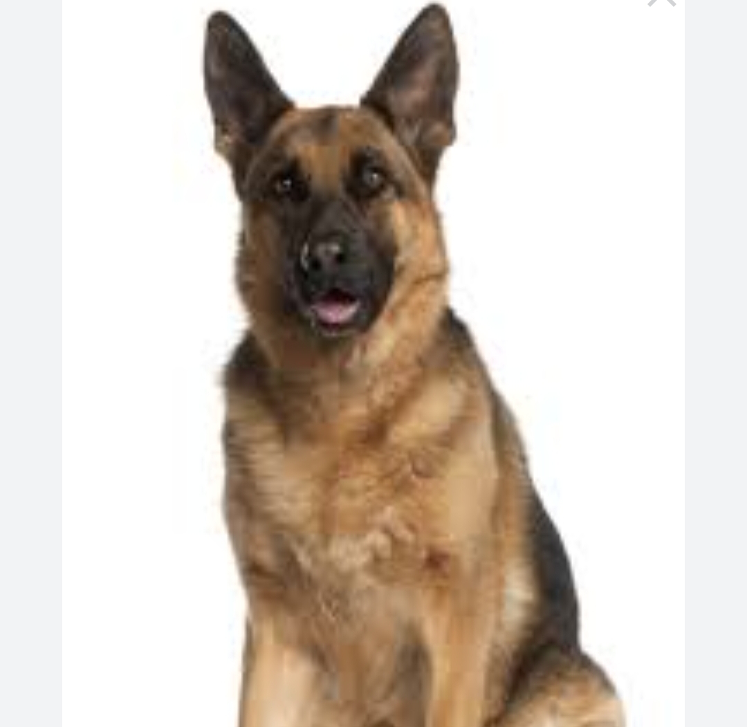 German