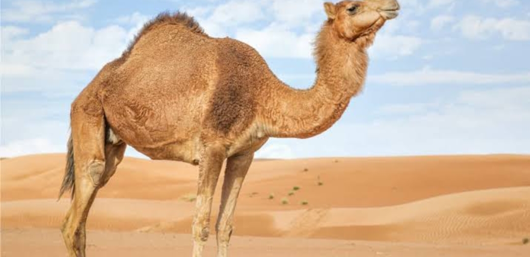 camel