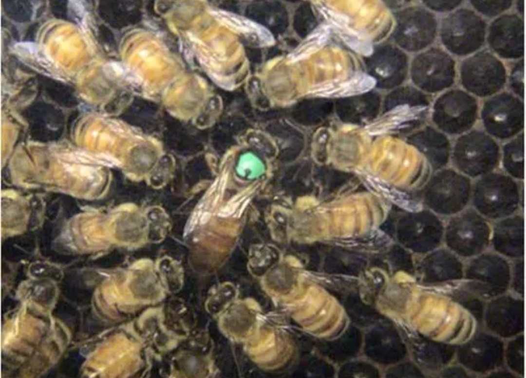 Queen bee