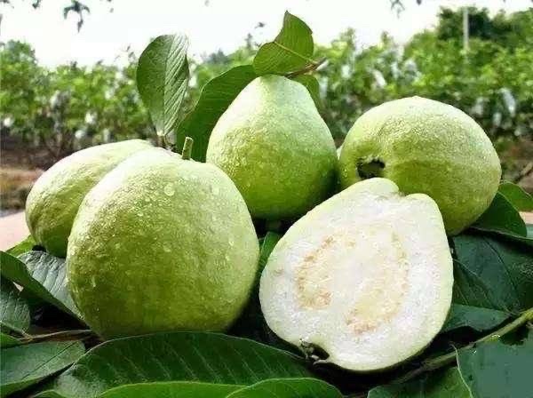 AMROOD