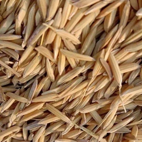 PADDY (DHAN) 1509