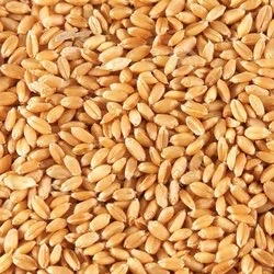 WHEAT (GEHU)
