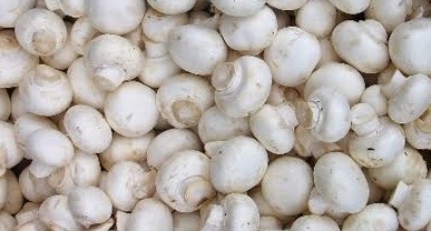 MUSHROOM
