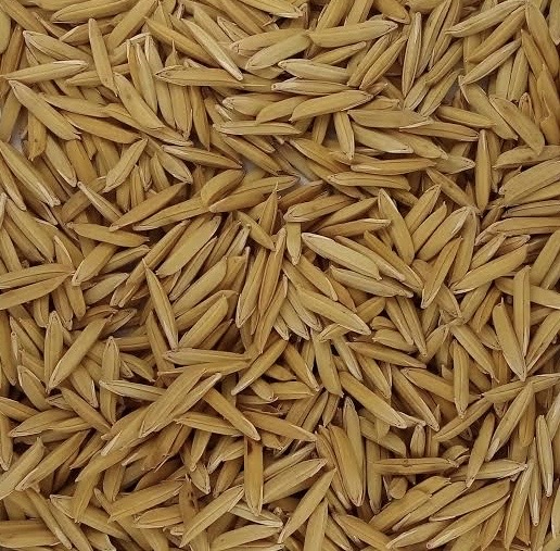 DHAN (PADDY) 1121