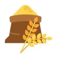 Gehu (Wheat)