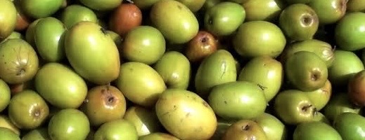 ber