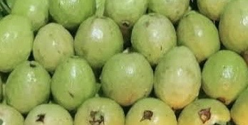 amrood