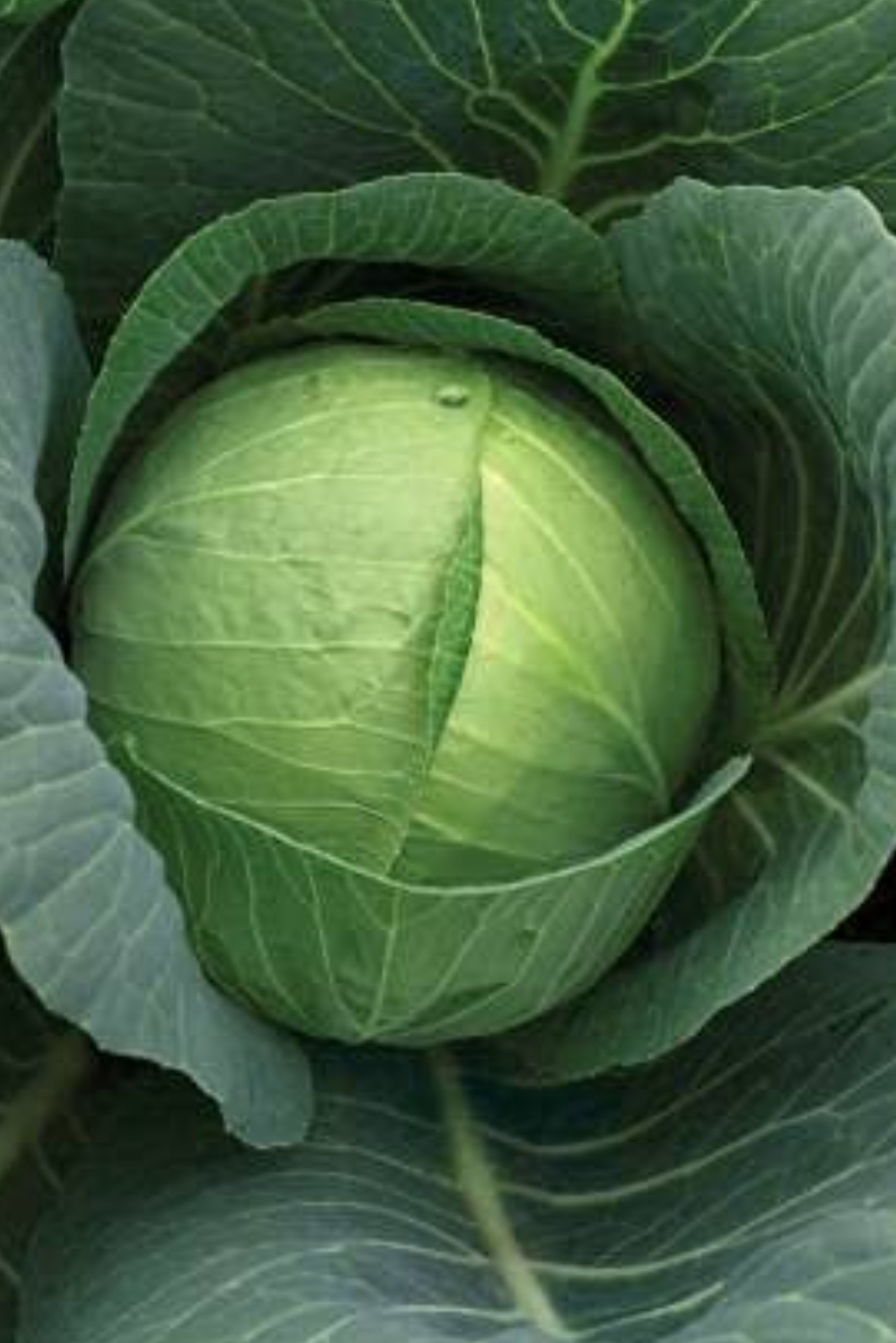 cabbage