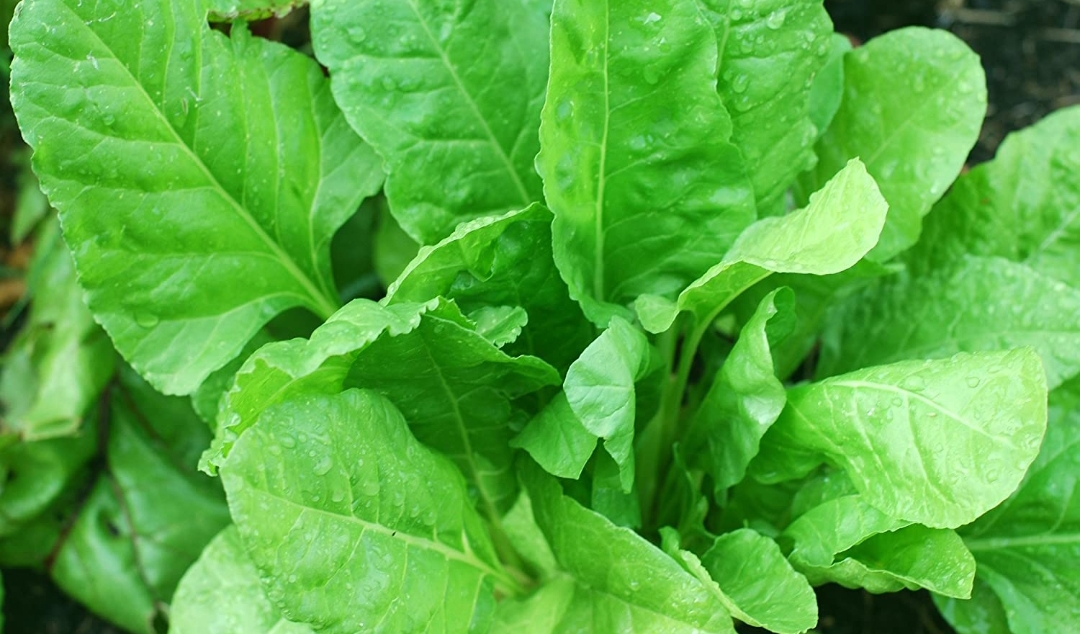 palak