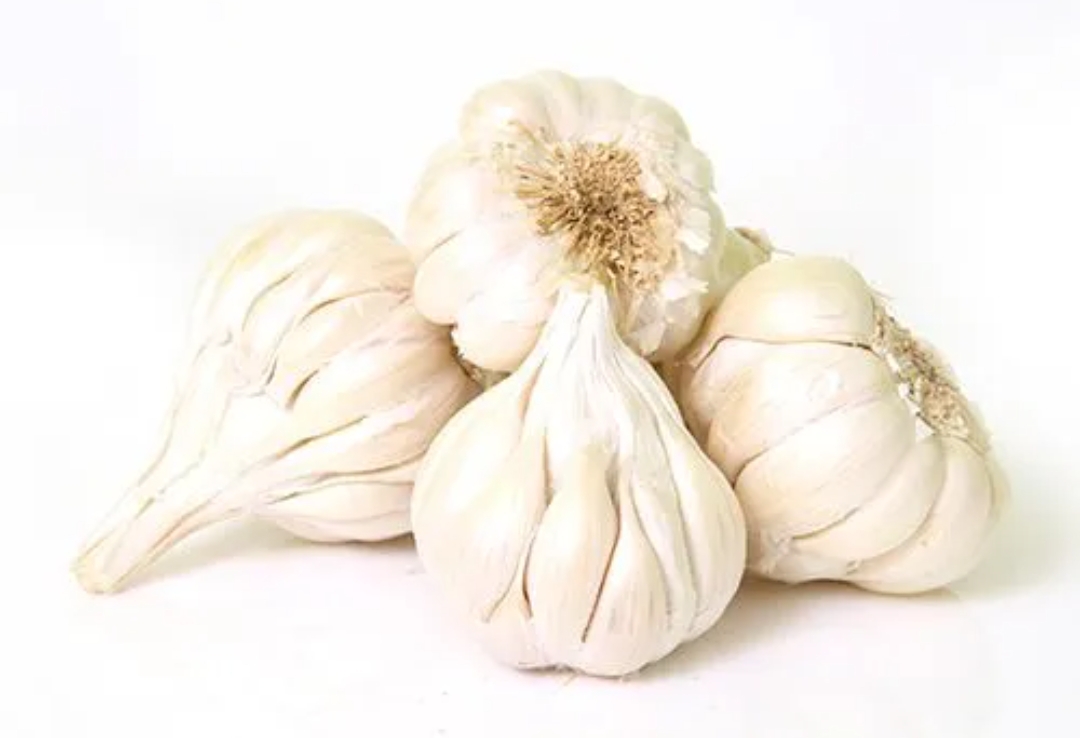Garlic