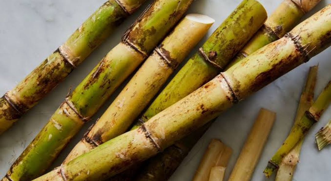 sugar cane
