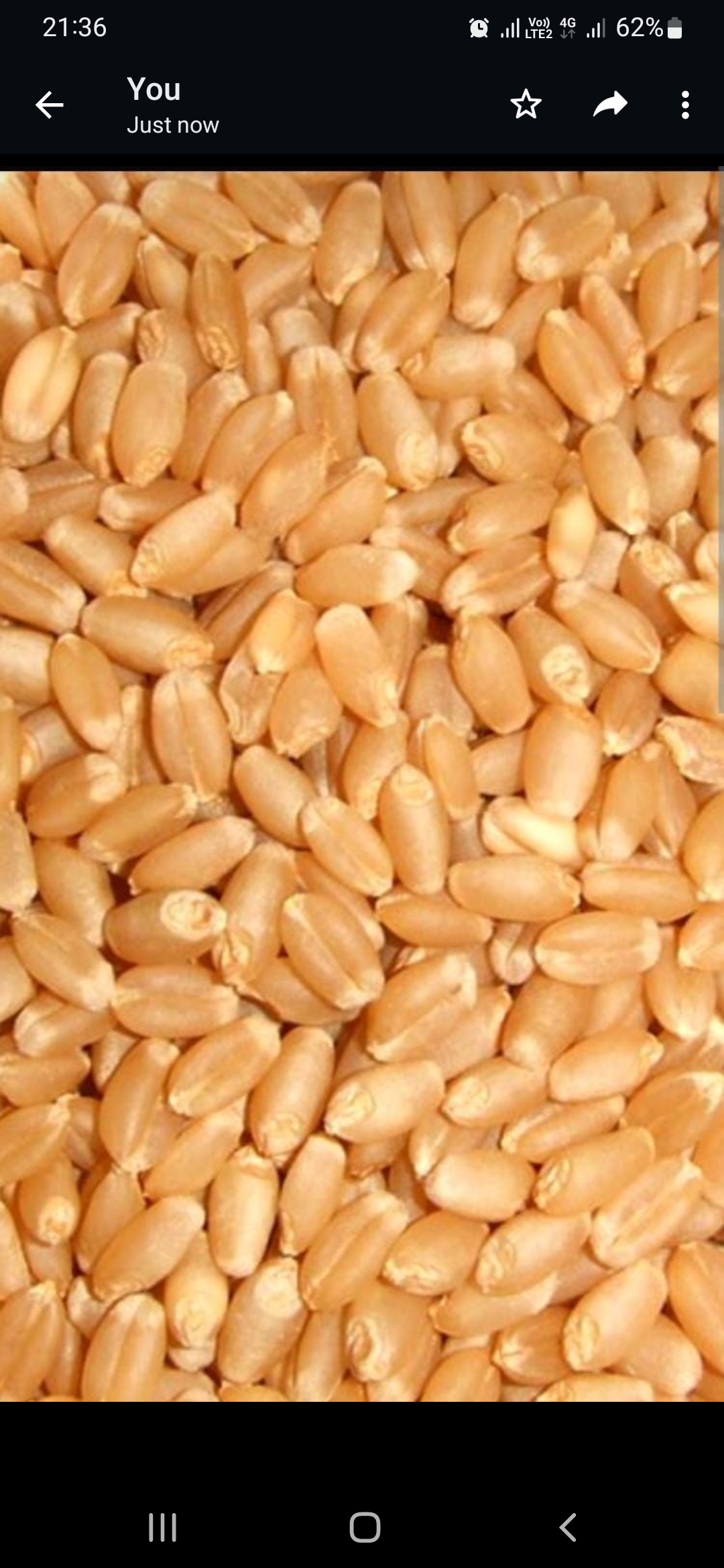wheat 