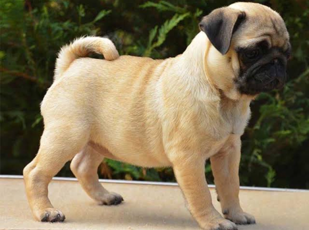 Dog