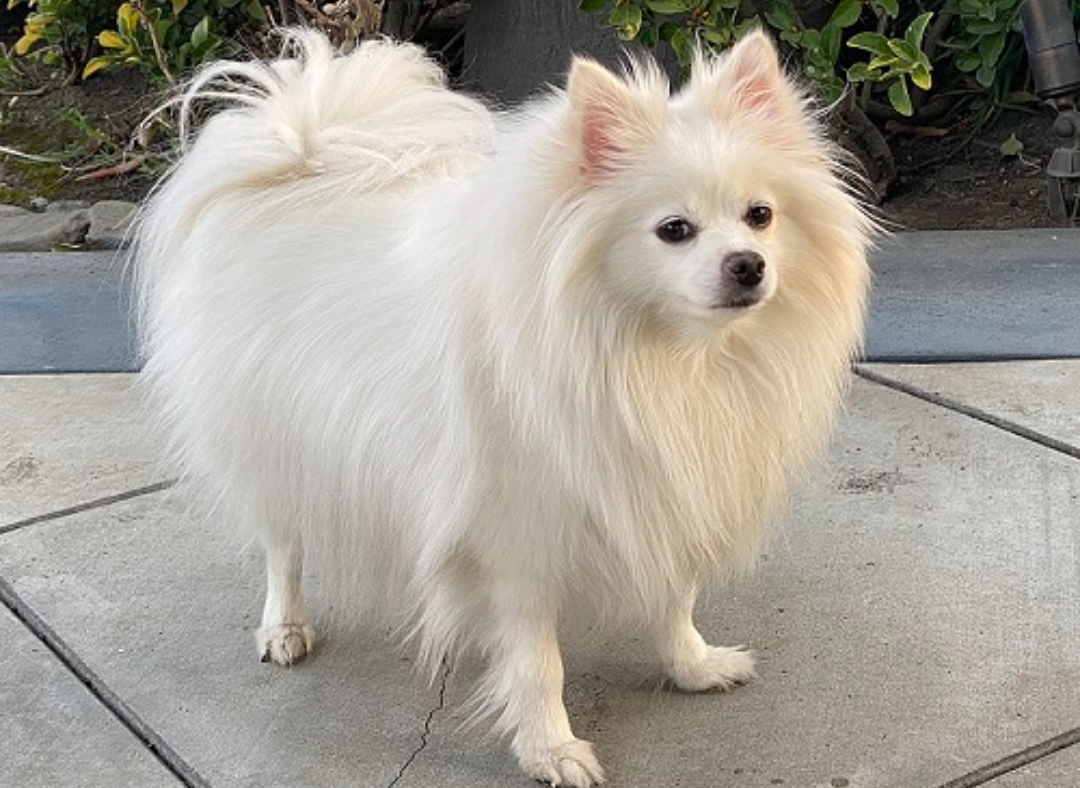 dog