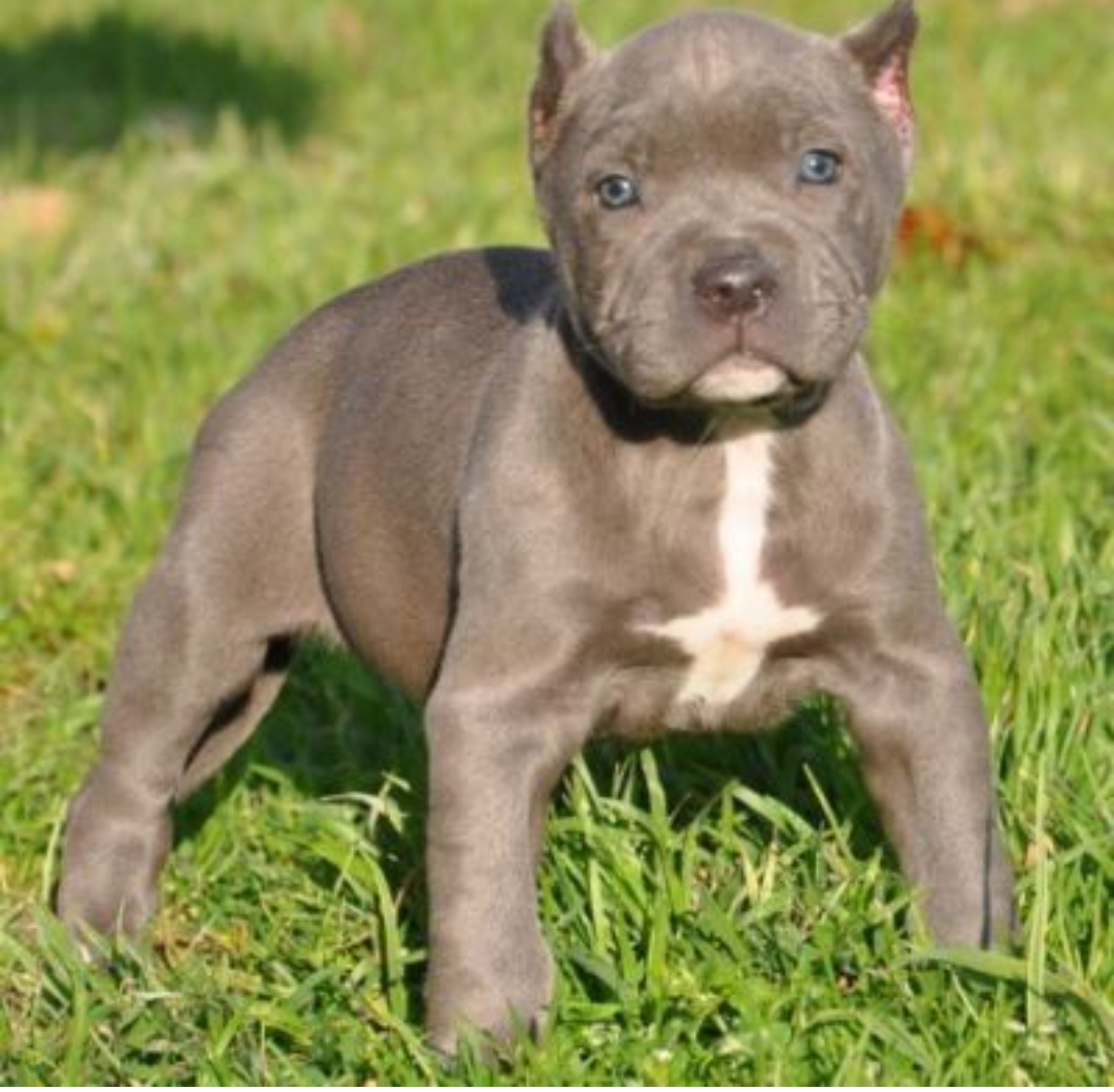 kutta 