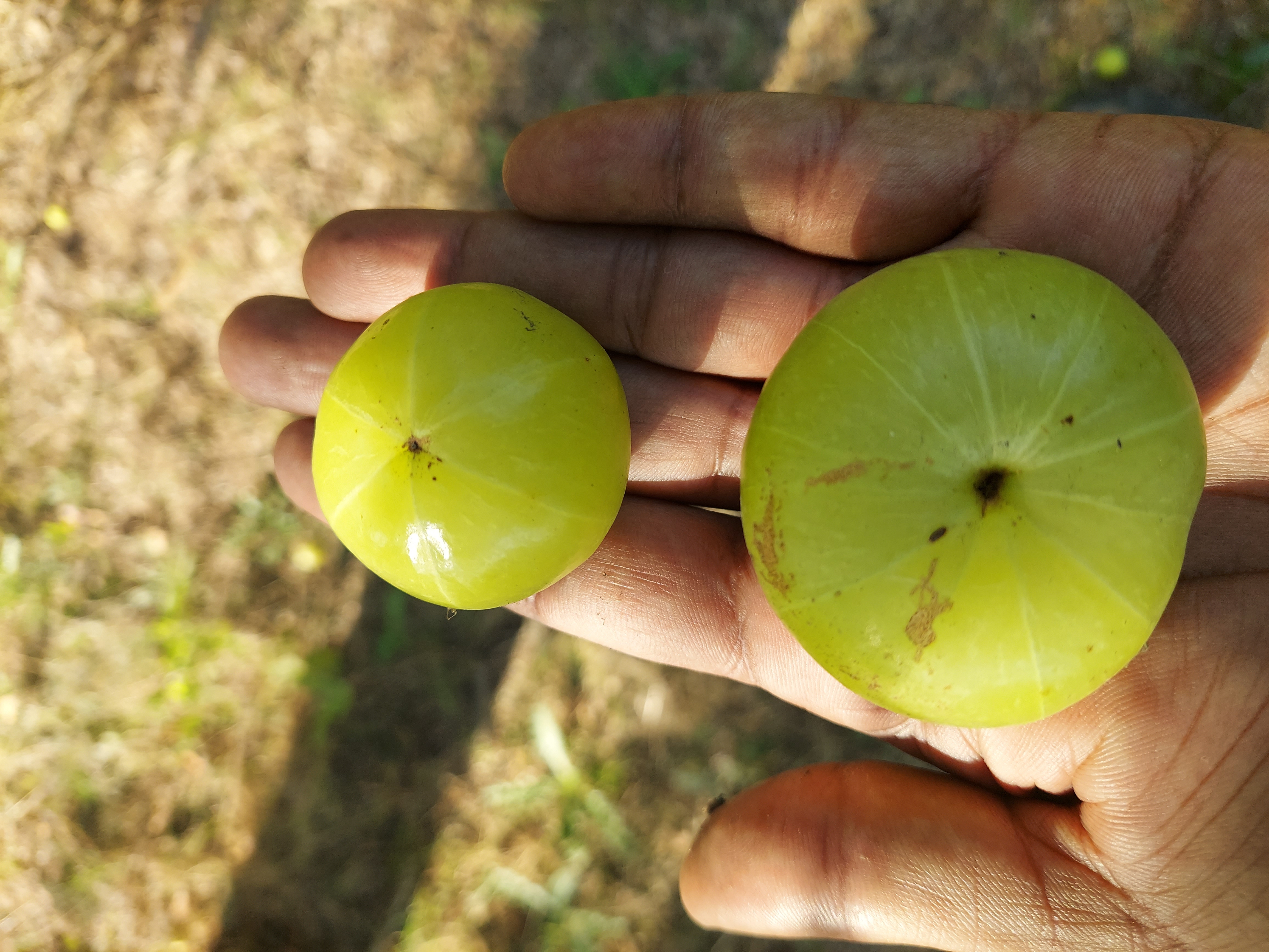 Amla