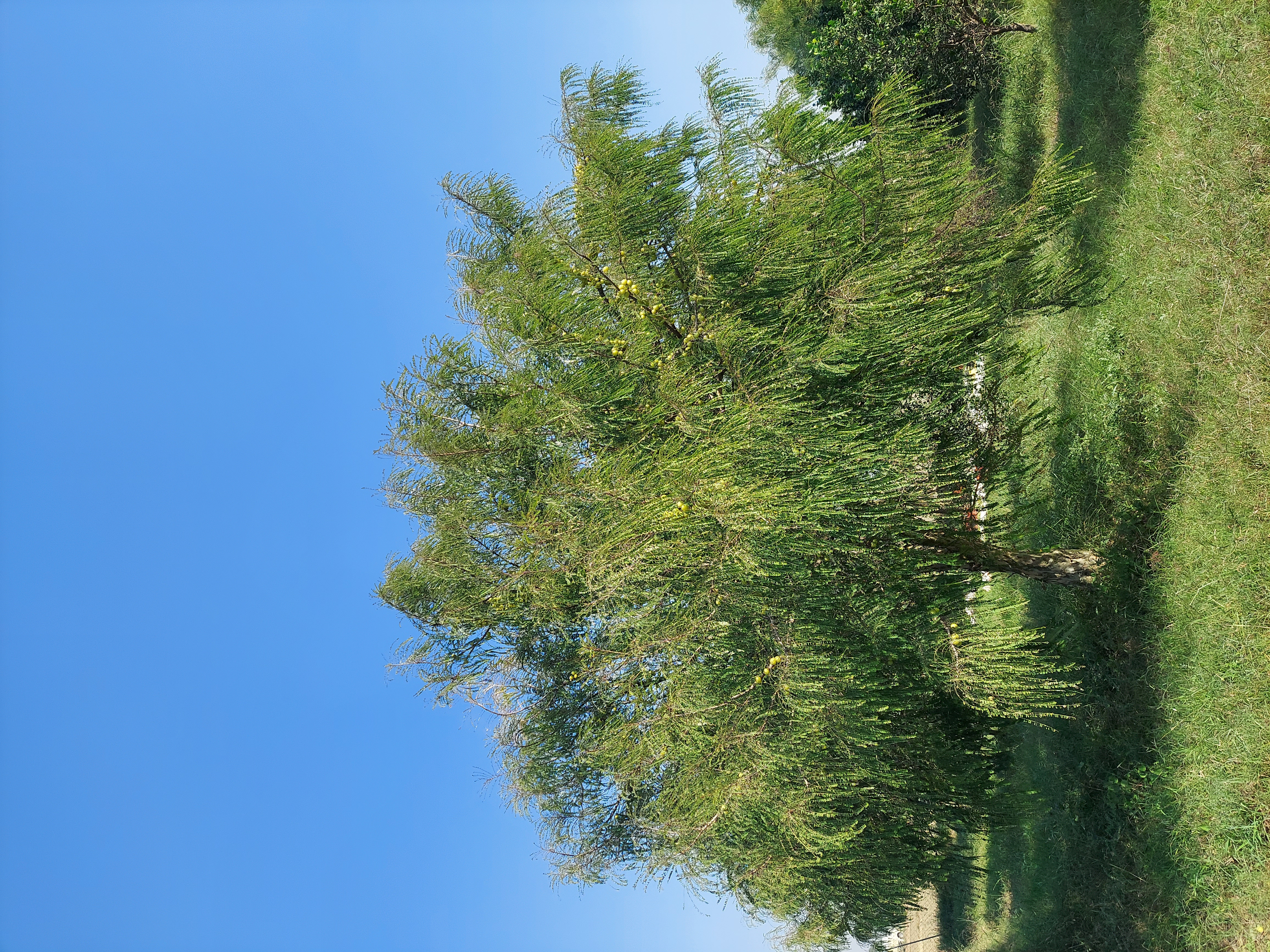 thumb-1