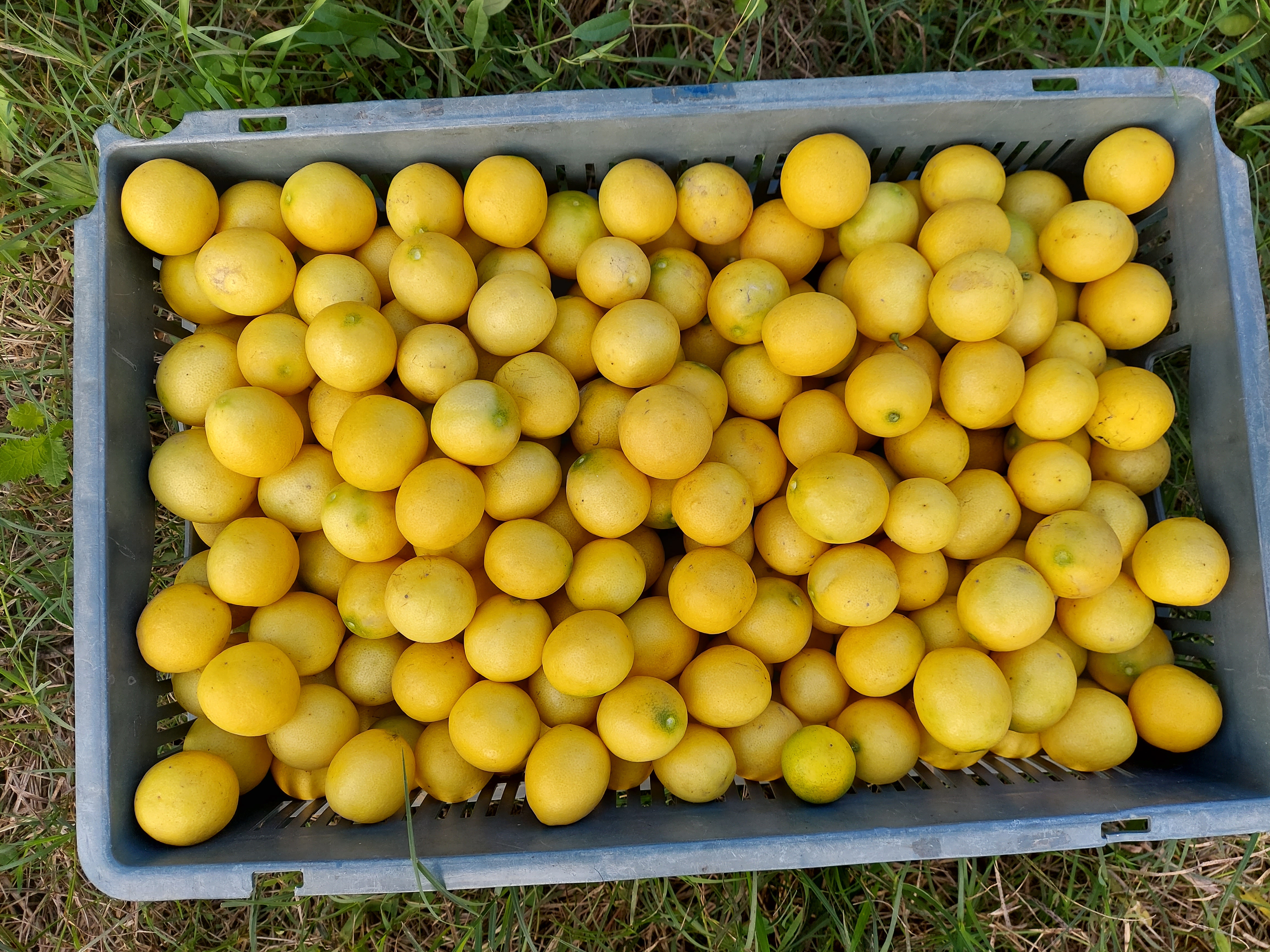 Lemon 