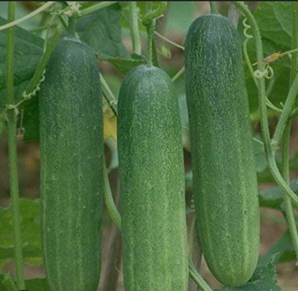 Cucumber 