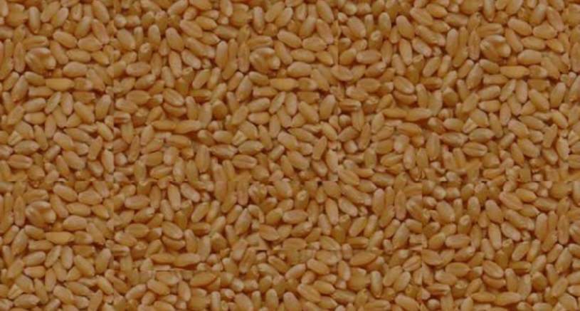 Wheat 