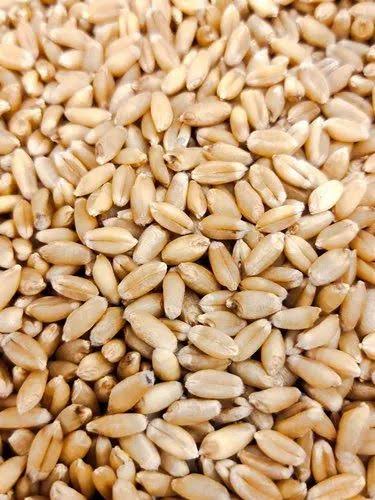 Wheat C-306
