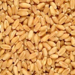 Wheat 283