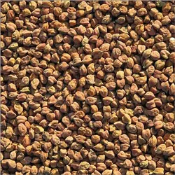 Chana