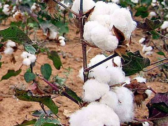 Cotton (कपास) 