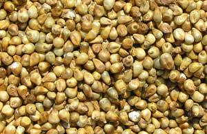 Bajra (बाजरा) 