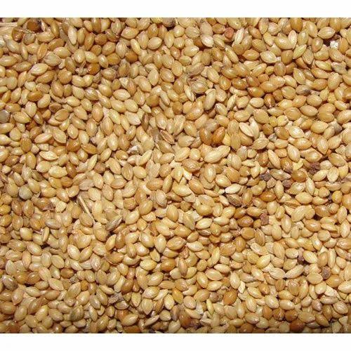Foxtail (कांगनी) 