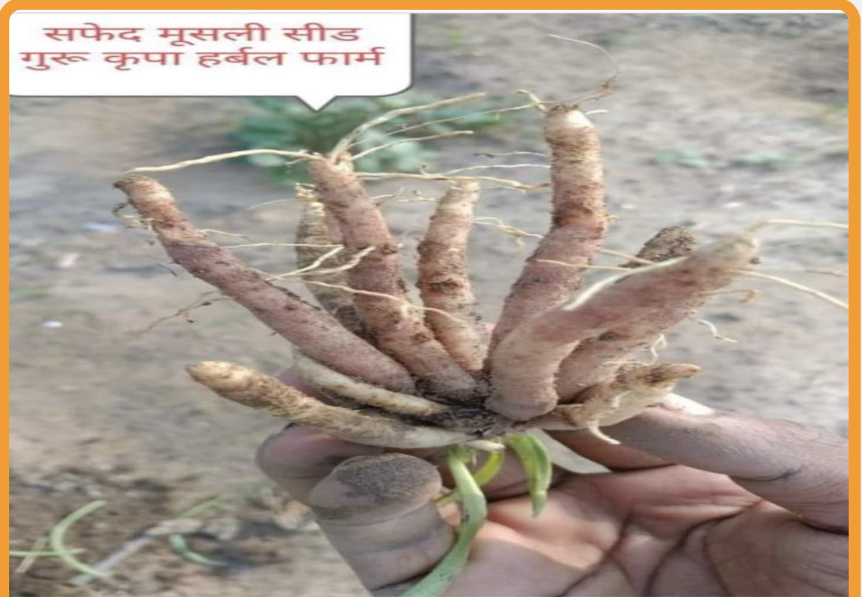 Safed Musali Seeds