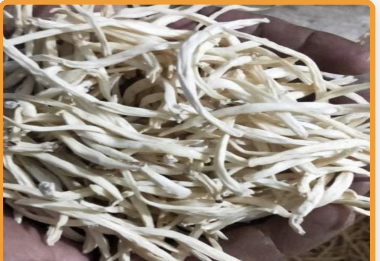 Dry Safed Musali