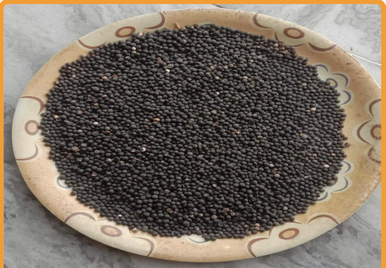 Nepali satawar seeds
