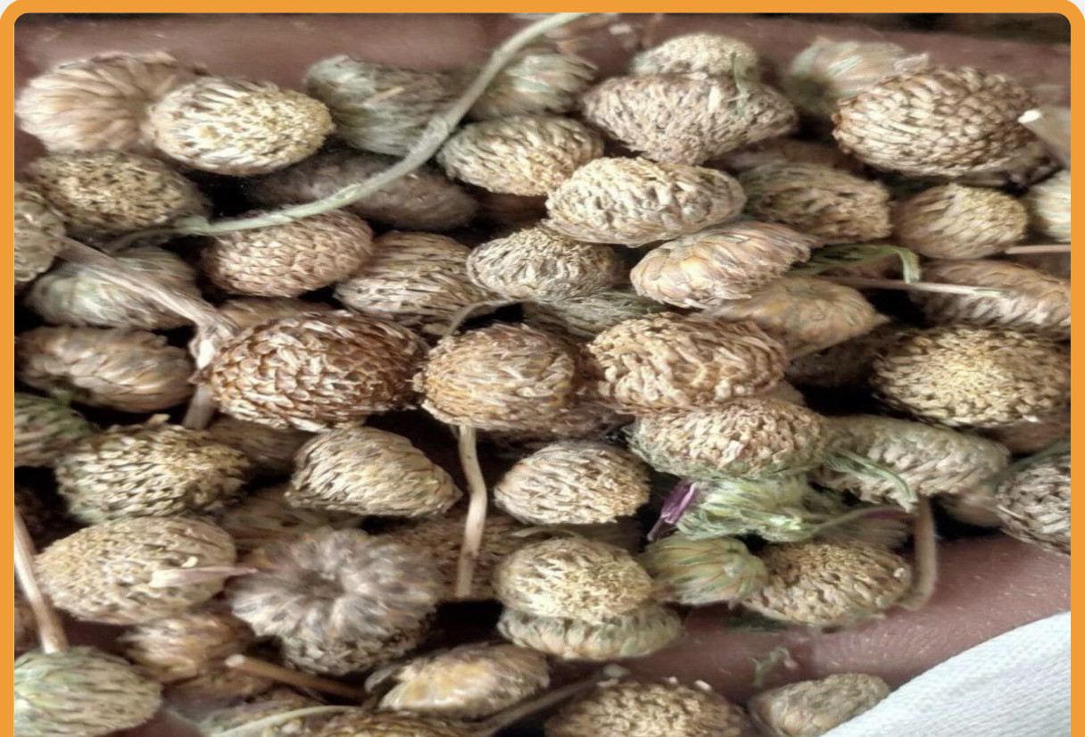 Akarkara Seeds