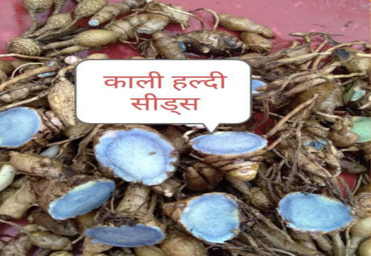Kali Haldi Seeds