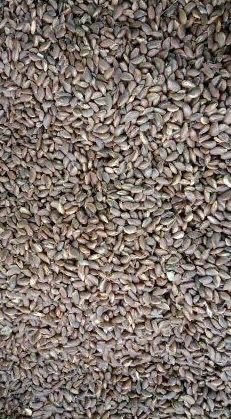 Khirani Seeds