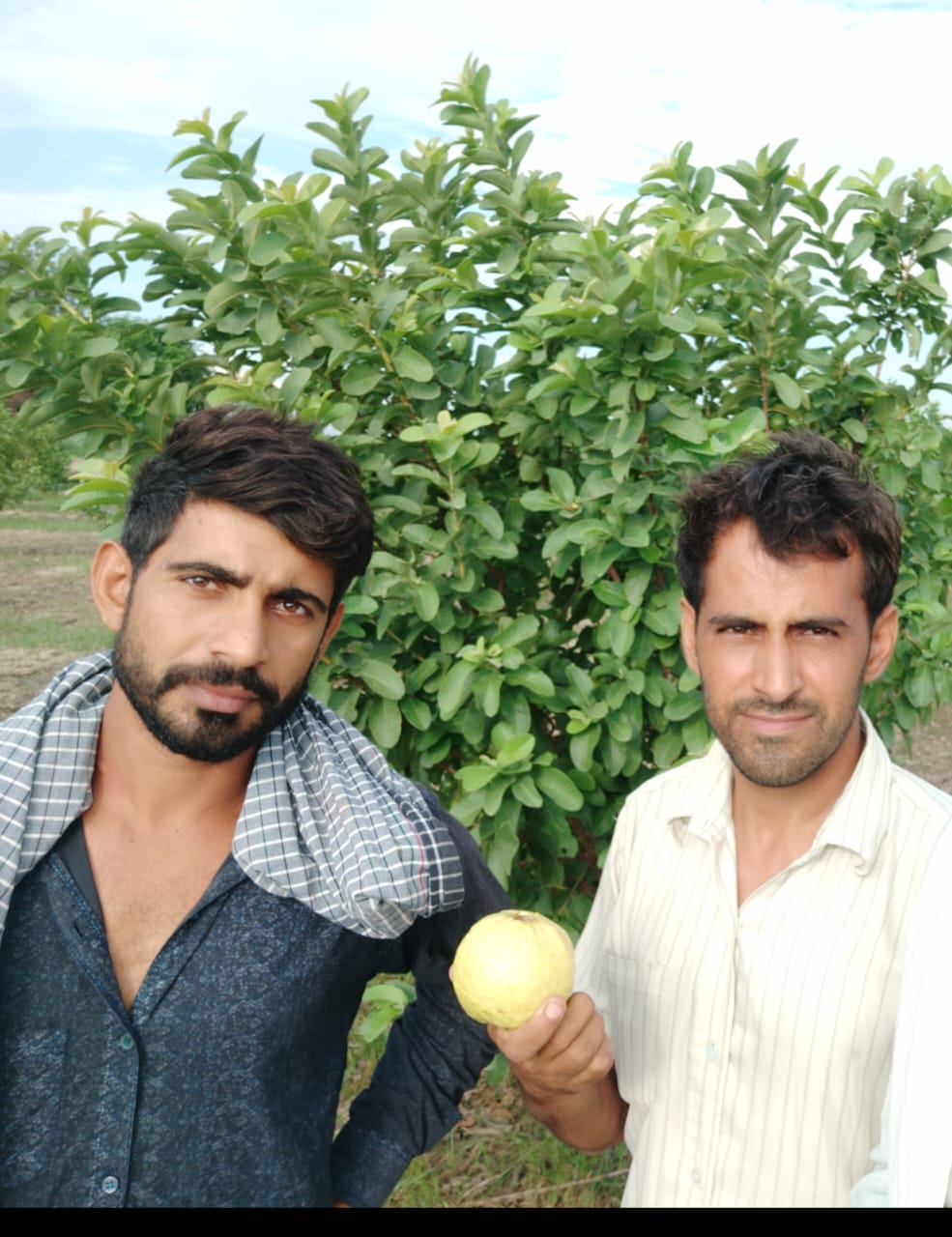 Hisar safeda 