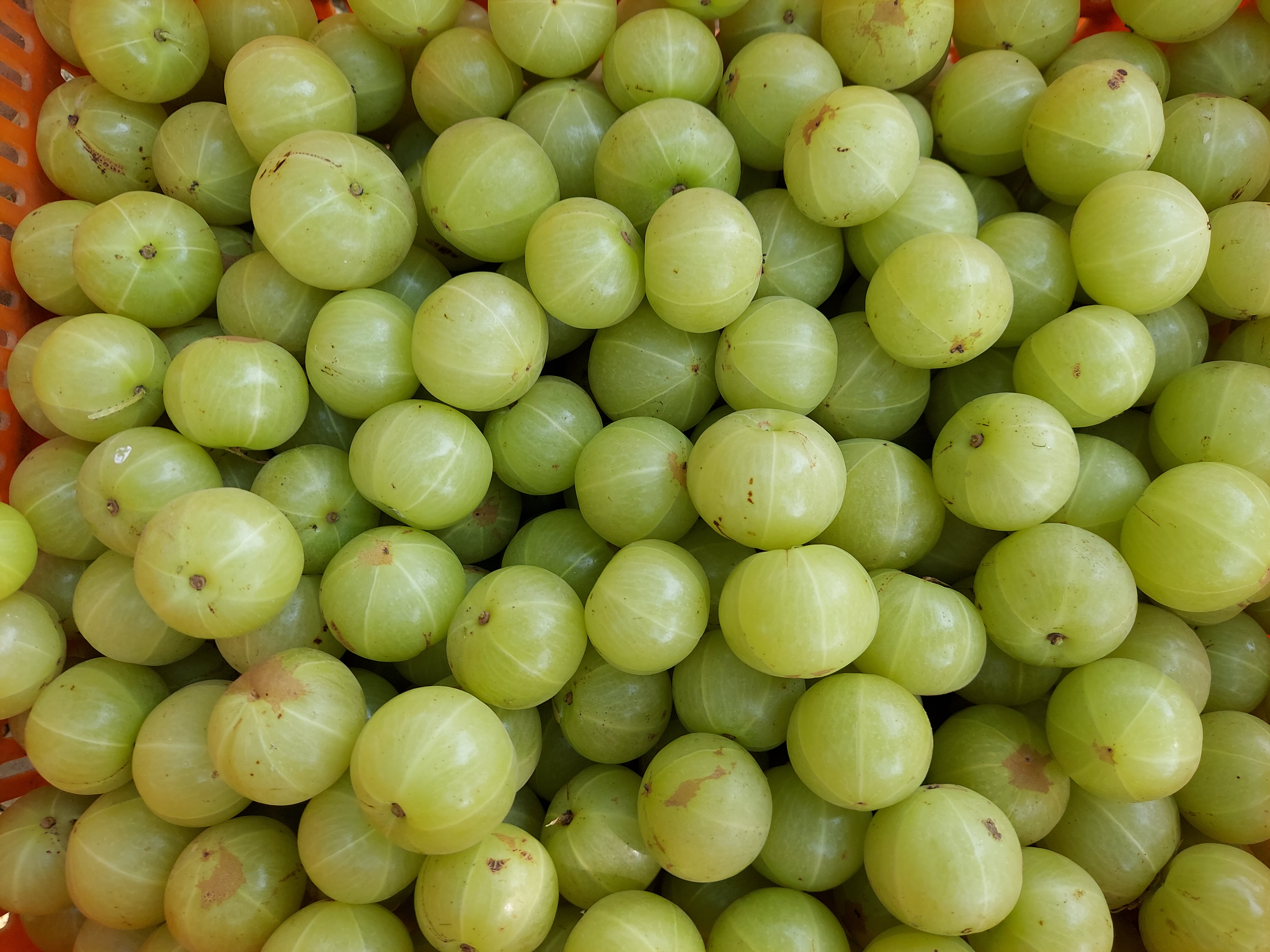 Amla 