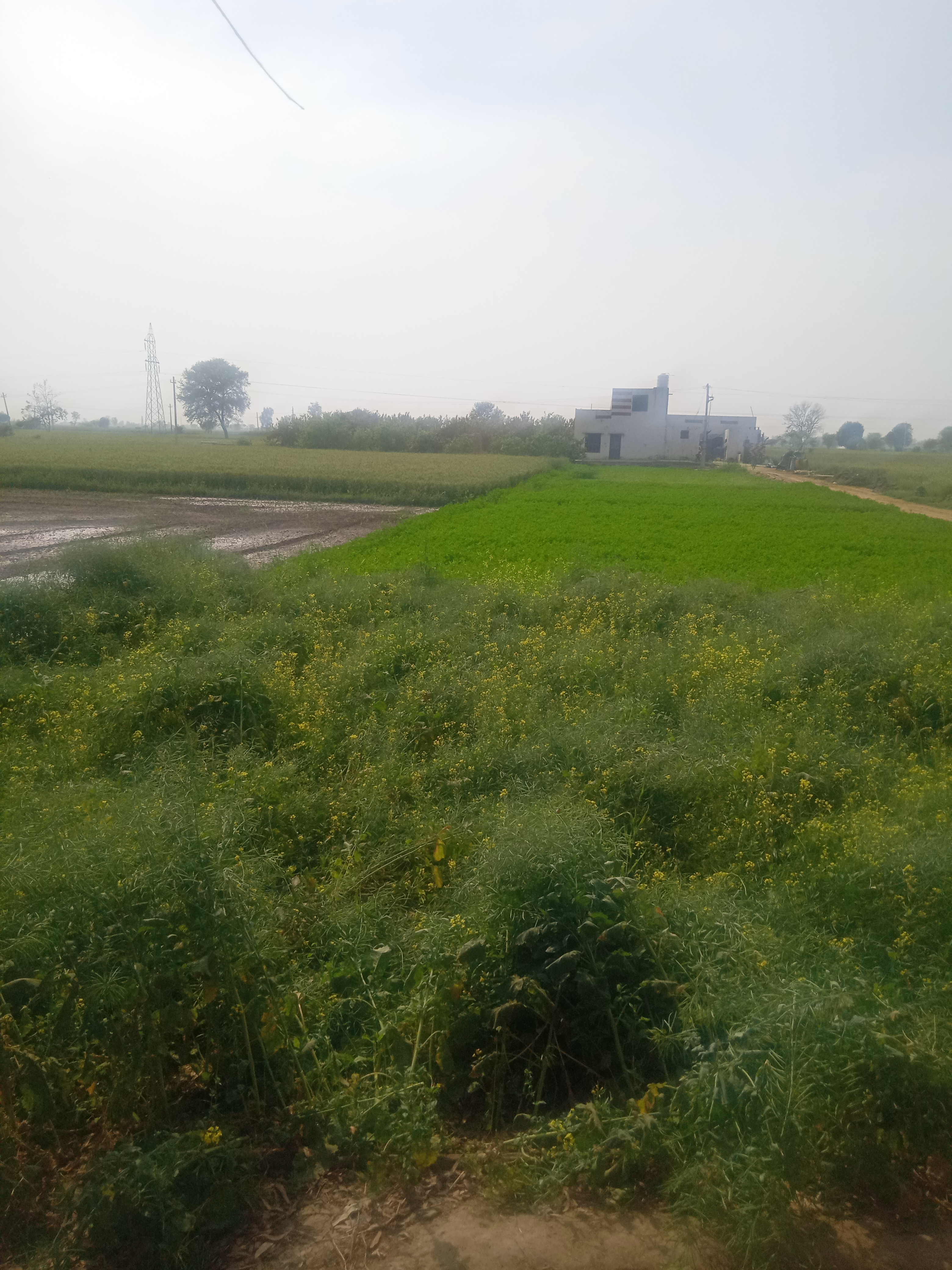 Guawa farm