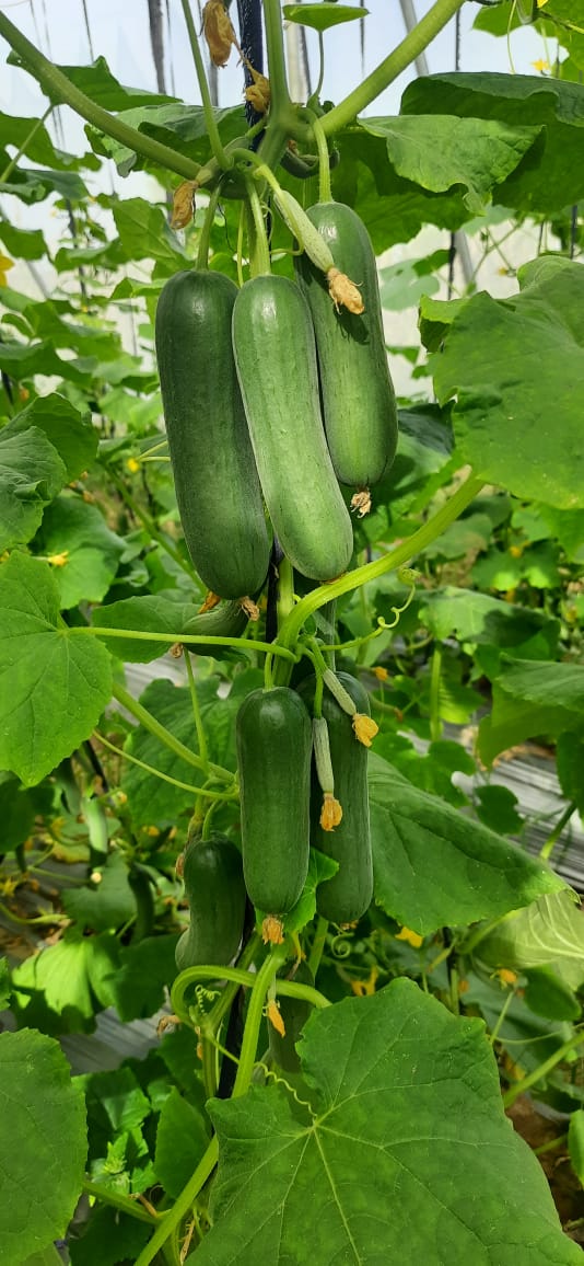 Polly House CUCUMBER 