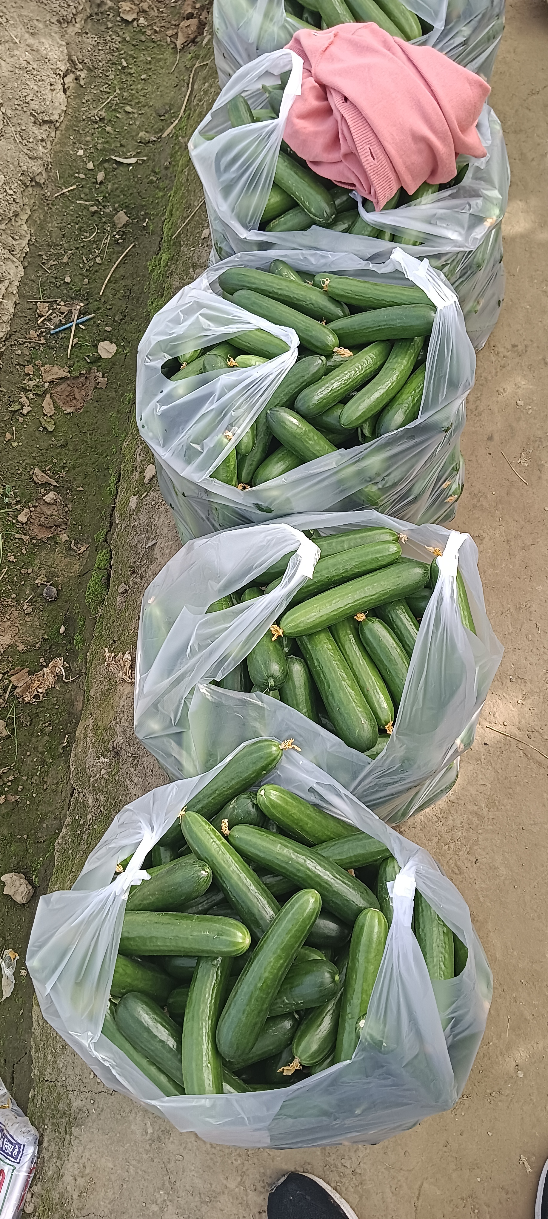Net House Cucumber 
