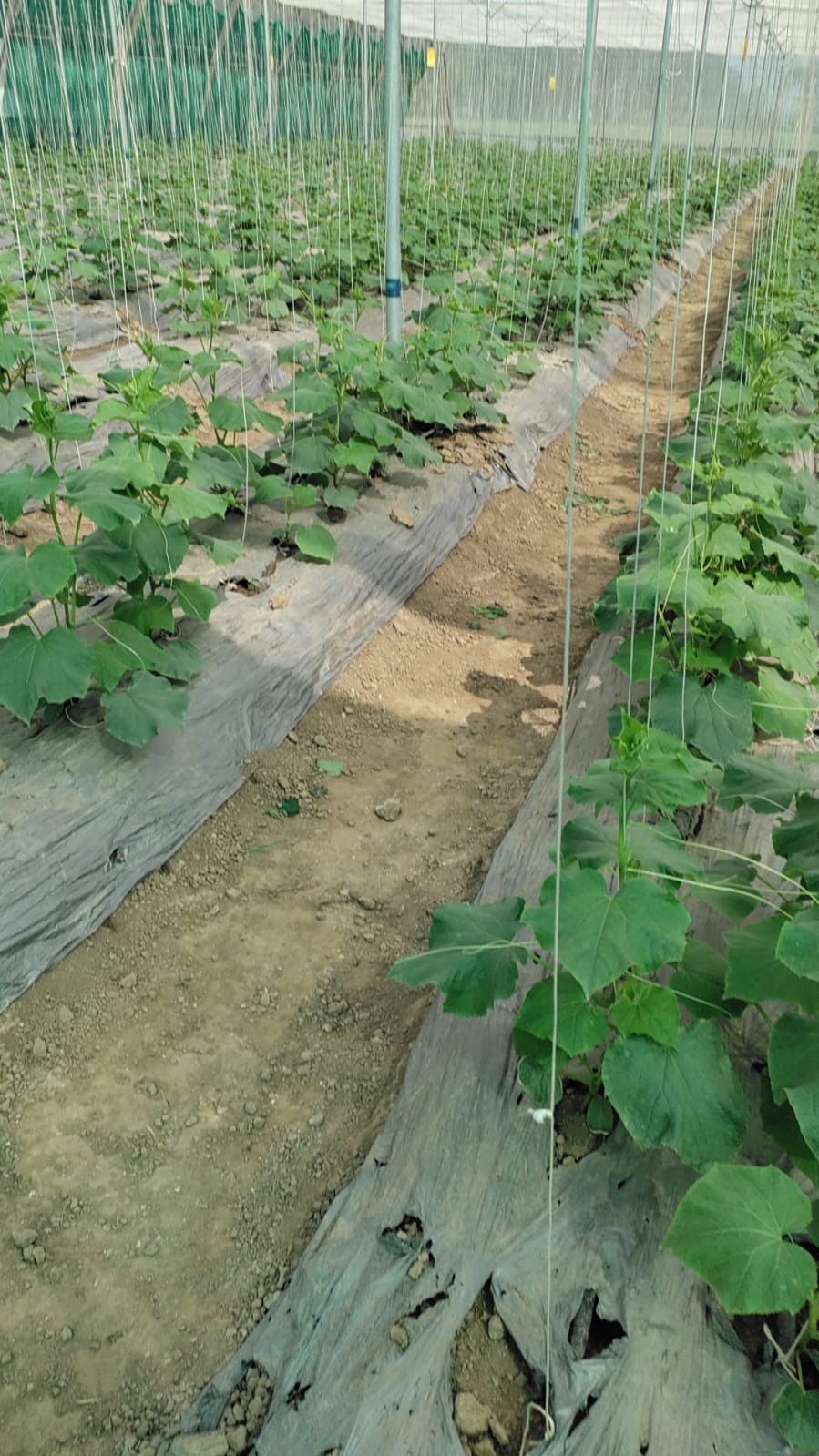 Net House Cucumber