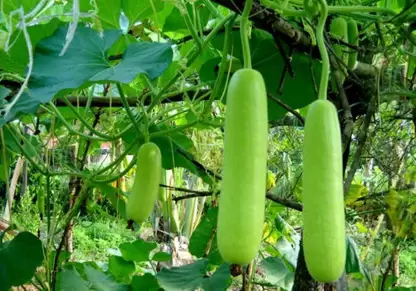 घीया 