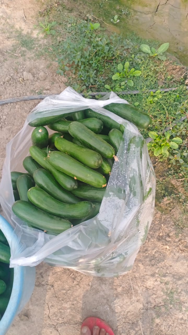 Net House Cucumber