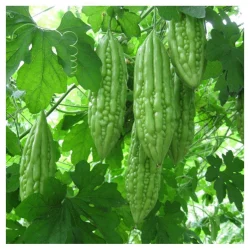 Karela (करेला)