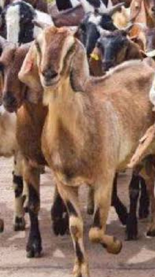 bakra