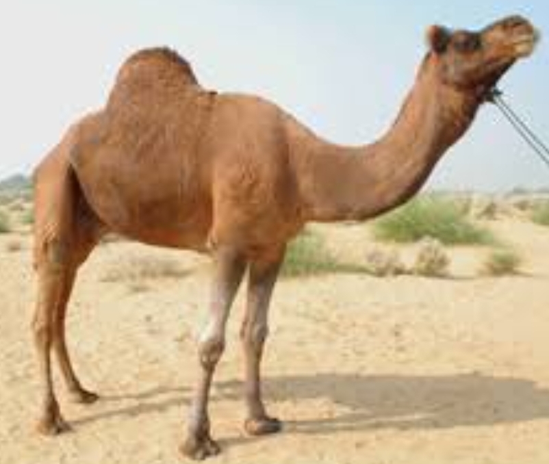 camel