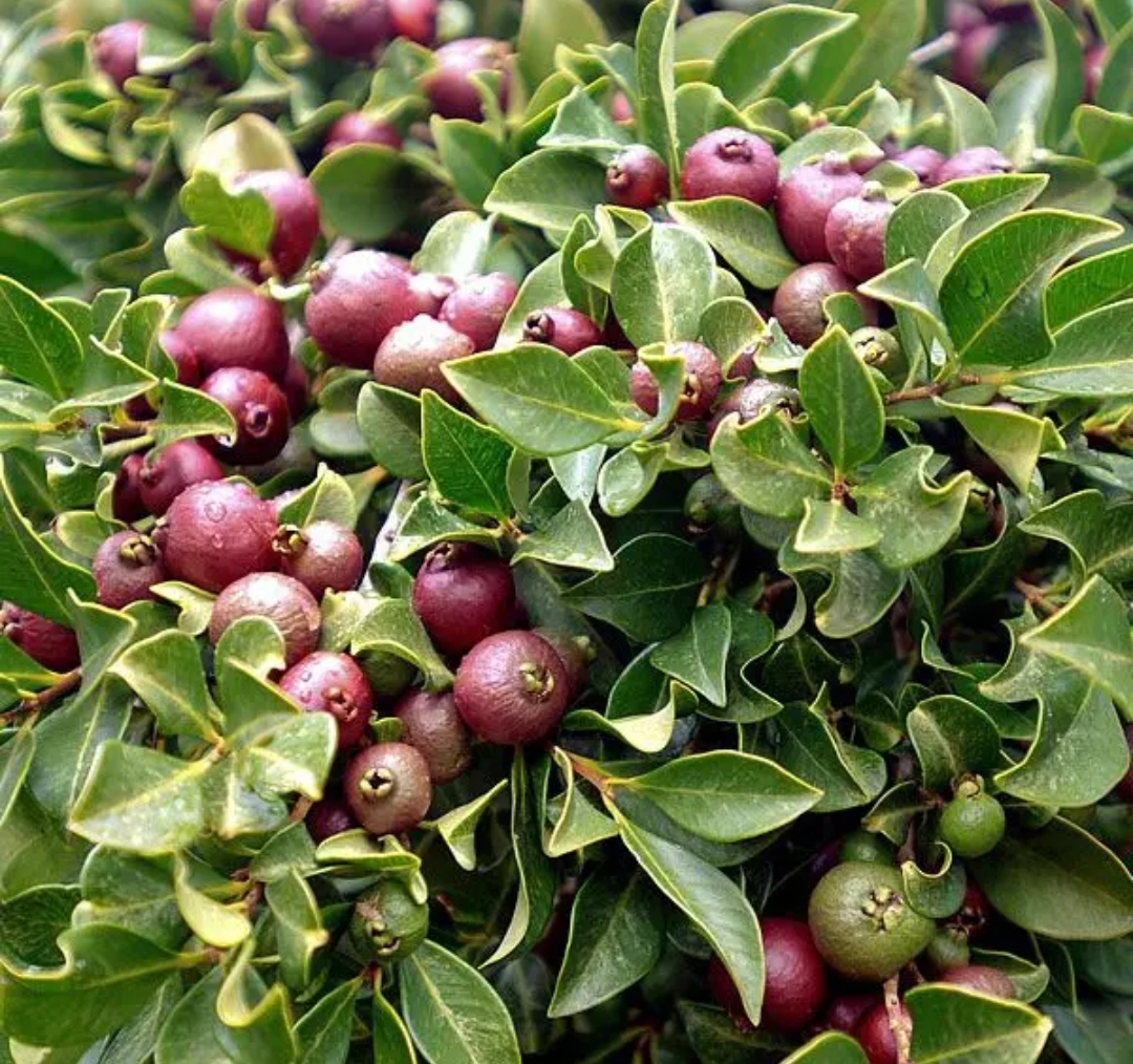 Guava 